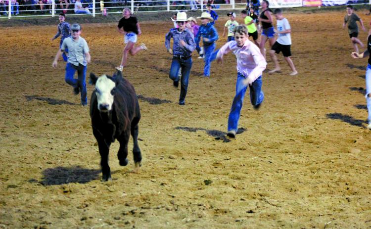 Children, ages 12 and under, run after one young cow to grab the ribbon from its tail during the Calf Scramble at the 79th Annual Maud Roundup Rodeo on July 19. They also offered mutton bustin' and money in the dirt at the two-day event, held at the Maud Rodeo Arena.