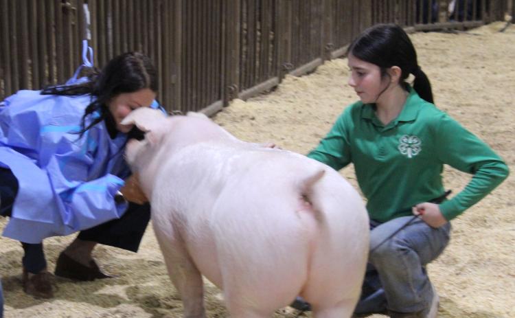 Fichtner Kisses the Pig for United Way