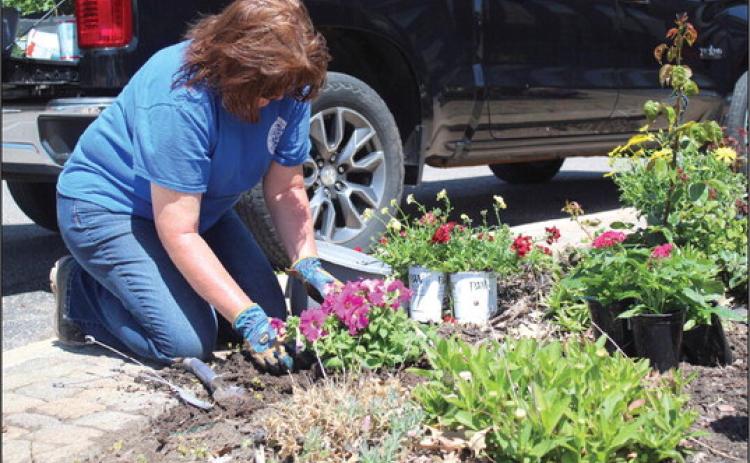 Tecumseh City Clerk/Treasurer/Administrative Assistant Cathy Condit plants petunias in one of the 16 gardens on South Broadway Street on April 17. Condit has planted annuals and perennials on the street corners each spring, all but one year, since 2010. Countywide &amp; Sun/Natasha Dunagan