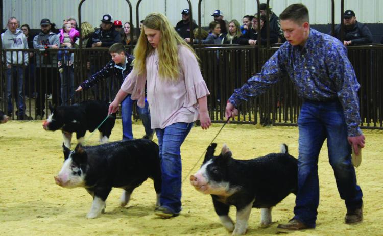 Brody Hallmark, of Stratford 4-H, background; Addison Arnold, of Tecumseh 4-H, center; and J.W. Harris, of Paul’s Valley, show in the Class 3 Market Hog Berkshire division of the Central Area Livestock Show, held at the Heart of Oklahoma Expo Center on Jan. 26-28. Countywide &amp; Sun/Natasha Dunagan