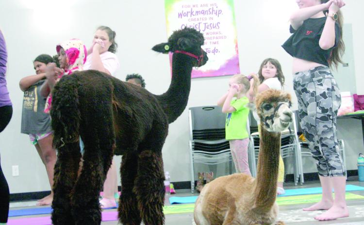 Library Presents Yoga With Alpacas, FBC Tecumseh Hosts