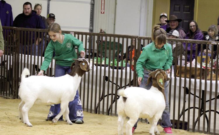 4-H members Delaney Emerson and Evelyn Franks show their goats in the Tecumseh Livestock Show, on Feb. 8. Countywide & Sun/Natasha Dunagan