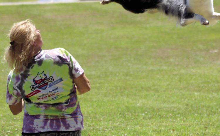 Jamee Salley watches as Miss Demeanor flies after a frisbee at the Tornado Alley Disc Dogs presentation at Slick Humphrey Park on June 27. The Disc Dog show was part of the Tecumseh Pioneer Library Systems Summer Learning Challenge. Three dogs performed: “Demmy” the mini-Australian Shepherd, 20 months, and Suzie Q, 6, and Rayna, 4, both Border Collies. Salley, along with Jeff Savage, of Blanchard, spoke about safety around dogs, as well. Countywide & Sun/Natasha Dunagan