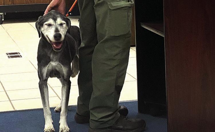 Buster, a 13 year old mix, was brought in to meet the Shawnee City Commissioners at the Nov. 17, 2025, meeting. He's available for adoption and looking for a quiet loving home. Julie Talton, Countywide &amp; Sun