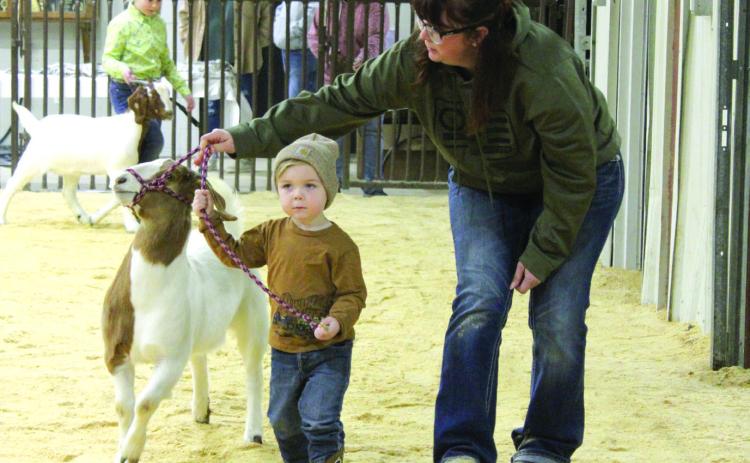 As the youngest exhibitor, Lane Nagy and an adult helper show a goat in the Peewee Showmanship of the Tecumseh 4-H and FFA Local Livestock Show, Feb. 17. Also shown is Evelyn Franks. Countywide & Sun/Natasha Dunagan