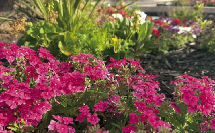 During the Tecumseh City Council May meeting, City Manager Jimmy Stokes commended Cathy Condit for the 'pretty flowers' she recently planted along Broadway