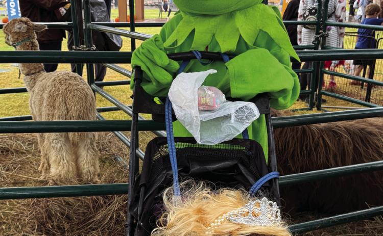 Nine-year-old Logan Brown (Kermit the Frog), son of Stephanie Brown, pushed four-month old Pickles (Miss Piggy), owned by his grandmother Susan Ham, around the petting zoo before entering the costume contest, for ages 7-10, during Fall Fest on Oct. 3. Brown won Best Overall. Other winners included Most Creative: Scarecrow, Thea Nsabimana; Funniest: This Is My Costume, Leo Martinez and Judges Choice: Zombie Character, Rhiannon Hays. Photos by Julie Talton, Countywide & Sun