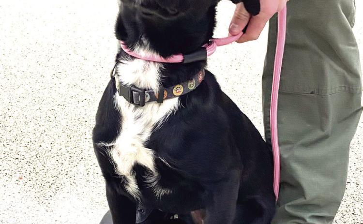 The Pet of the Month featured at the Shawnee City Commissioner's meeting is Lisa. Lisa and her two sisters, Cassie and Sally, are Lab mixes and about seven to eight months old. They've been spayed and vaccinated and wish for a warm and loving home this Christmas. Julie Talton, Countywide & Sun