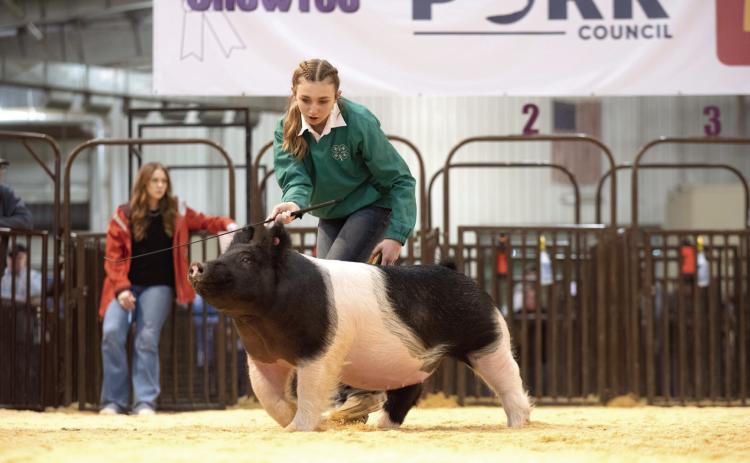 Tecumseh’s Kensley Whittington shows her swine in the Oklahoma Youth Expo earlier this month. Whittington earned Supreme Champion Commercial Gilt in this year’s show. Photo provided by OYE.