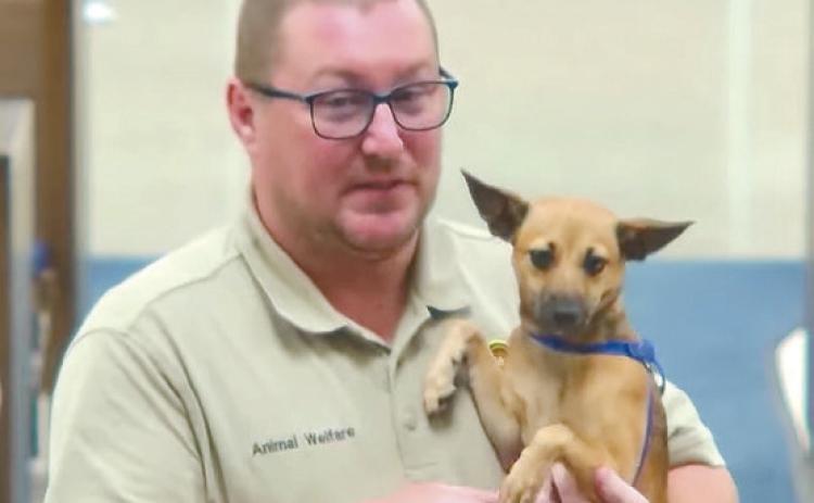 Gizmo was a guest at the City Commissioner's Meeting Monday night. He's a seven month old chihuahua mix looking for his forever home. Please visit the Shawnee Animal Shelter if you're interested. Photo Provided