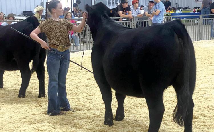Taycie Baker, of Bethel, shows one of her Limousin heifers during the Limousin Field Days and OK Junior Cattlemen’s AssociationSummer Preview Show in Stillwater, May 30-June 1. Photo provided.
