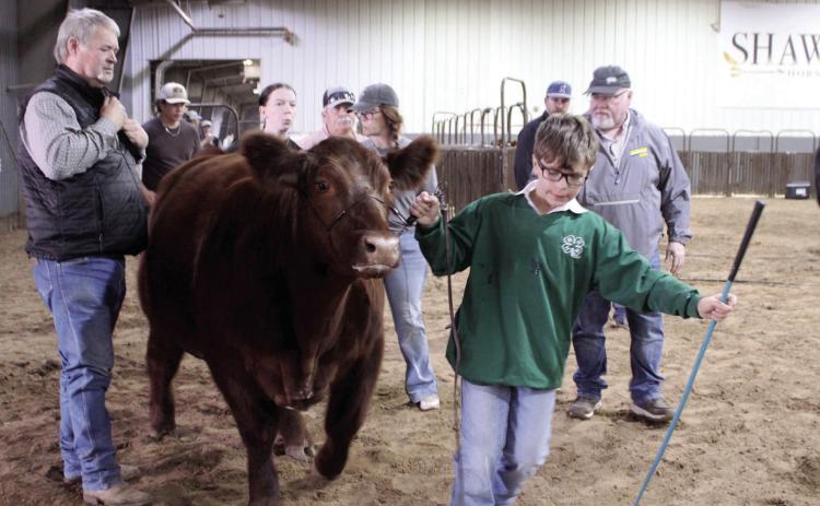 Jimmie Spears of Tecumseh 4-H leads his Market Steer into the show ring during the Pottawatomie County Junior Livestock Show Beef Show on Feb. 25. Spears won in Class 2 Market Steers, and Taycie Baker of Bethel 4-H won in Class 1 Market Steers. Photos by Natasha Dunagan, Countywide & Sun. Click on the camera banner ad below to see all the photos from the PCJLS!