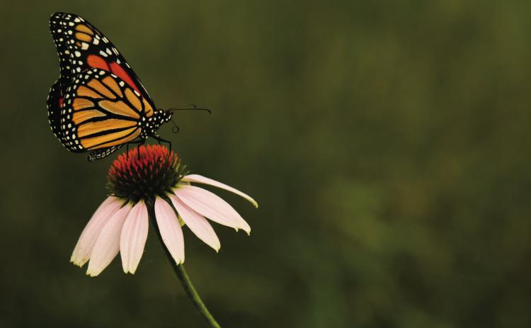 Monarch butterflies arrive in Oklahoma