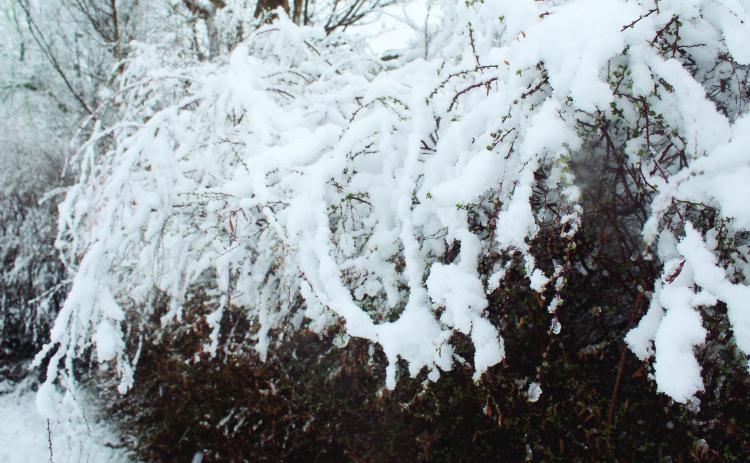 Winter snow in late January. File Photo