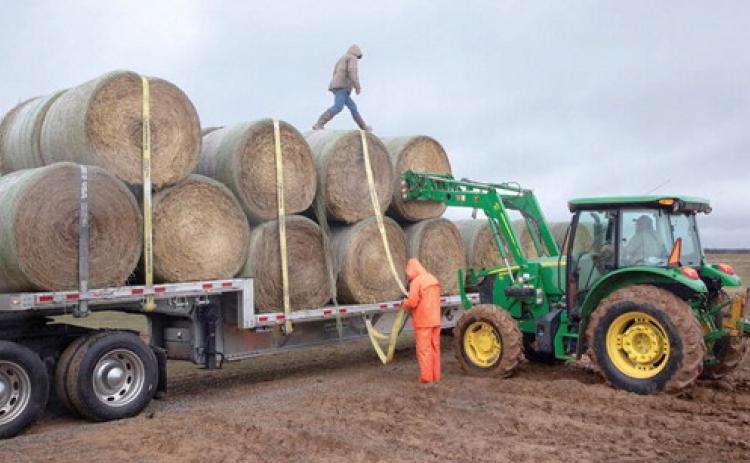 Citizen Potawatomi Nation’s donated bales are loaded on to trucks. Photo courtesy of CPN